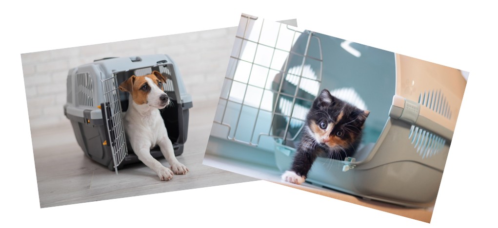 Viajar con Mascotas con el grupo El Grupo Air France – KLM : Guía Esencial para un Viaje Seguro y Tranquilo